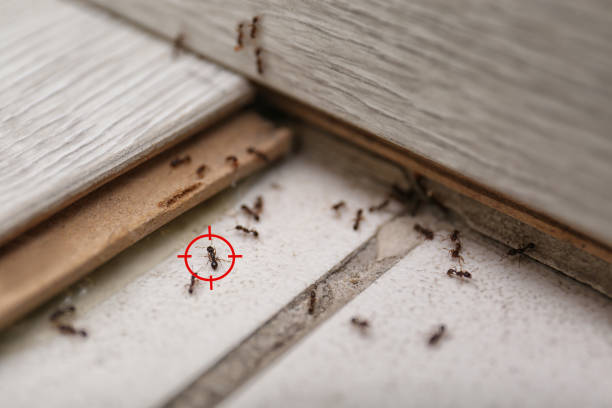 Best Residential Pest Control  in Kountze, TX