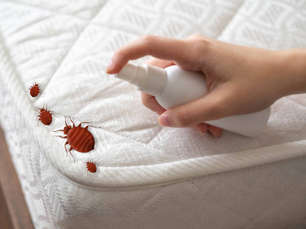 Reliable Kountze, TX Pest Control Solutions