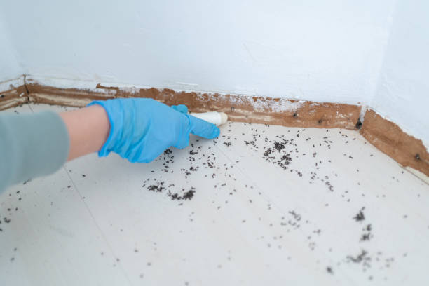 Best Bed Bug Extermination  in Kountze, TX